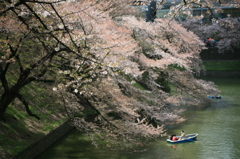 春、千鳥ヶ淵