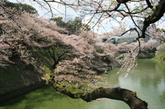 千鳥ヶ淵の桜