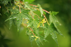 雨の恵み