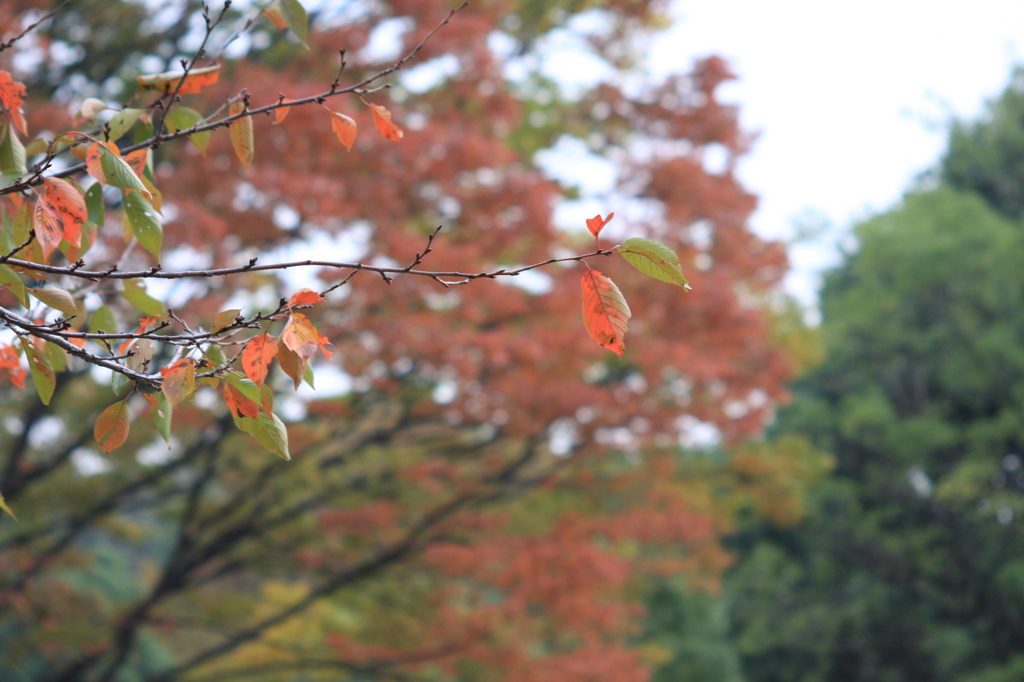 1枚の紅の葉