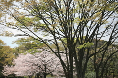 新緑と桜、春爛漫