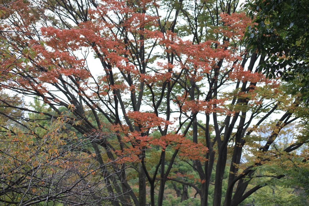 浮かぶ紅の葉