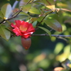 椿もそろそろ梅の花に引き継いでます