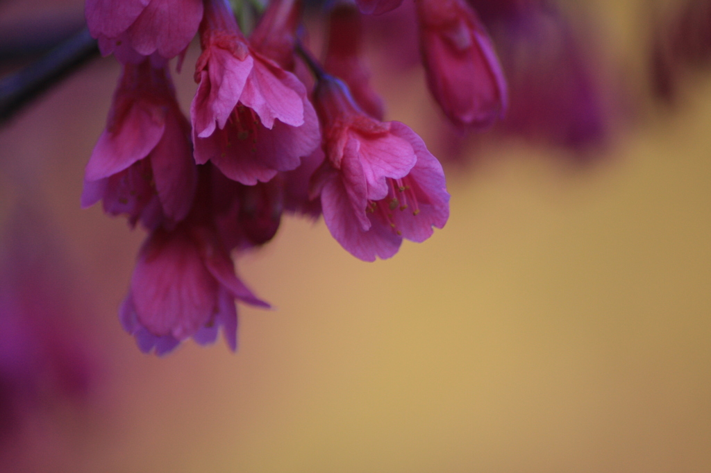 南の桜ファミリー