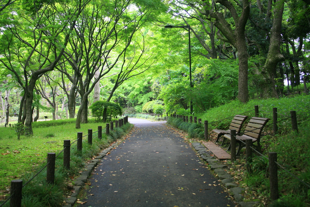こもれびの緑道