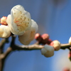 ウメ 「紅冬至」