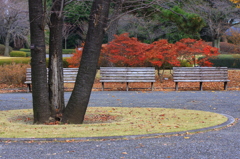 秋風の公園