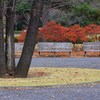 秋風の公園