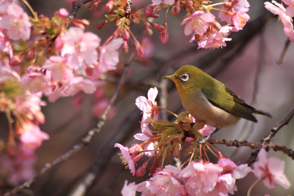 ポカポカ、ひなたぼっこ