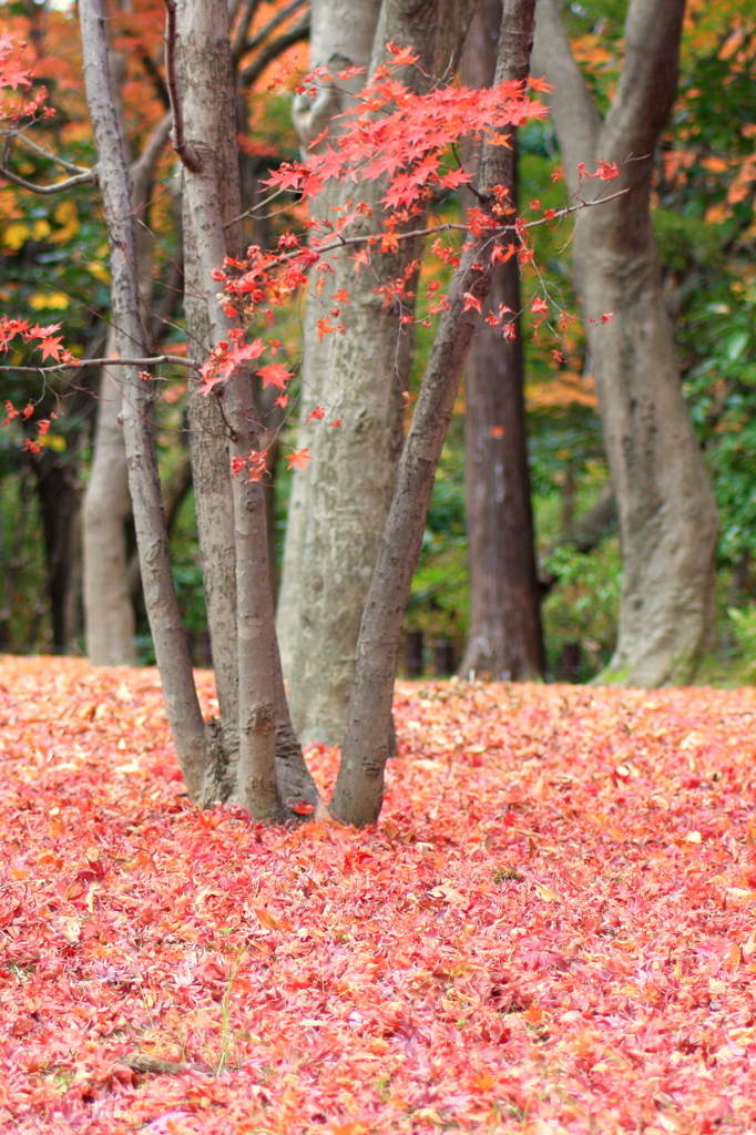 紅葉の中の次世代
