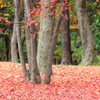 紅葉の中の次世代