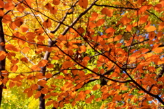 秋の彩り2
