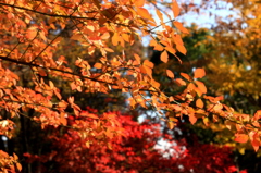 秋の彩り3