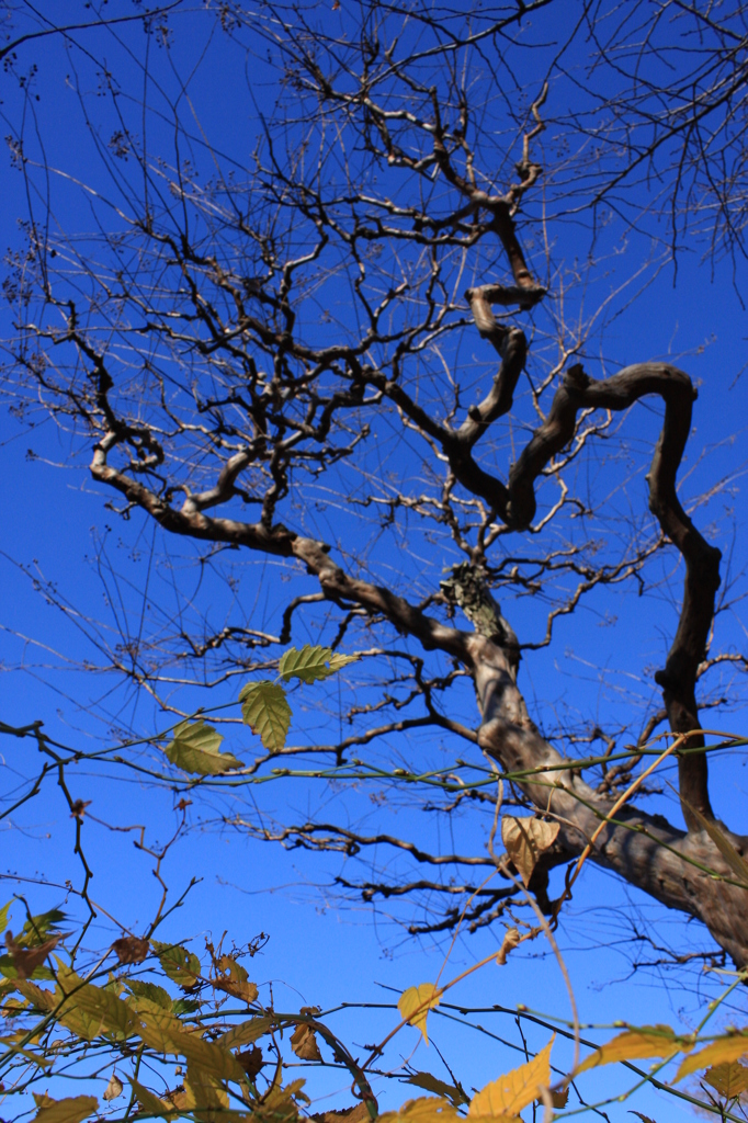 青空に伸びる木