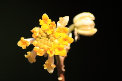 ミツマタの花