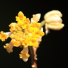 ミツマタの花