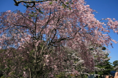 皇居乾通り一般公開　しだれ桜