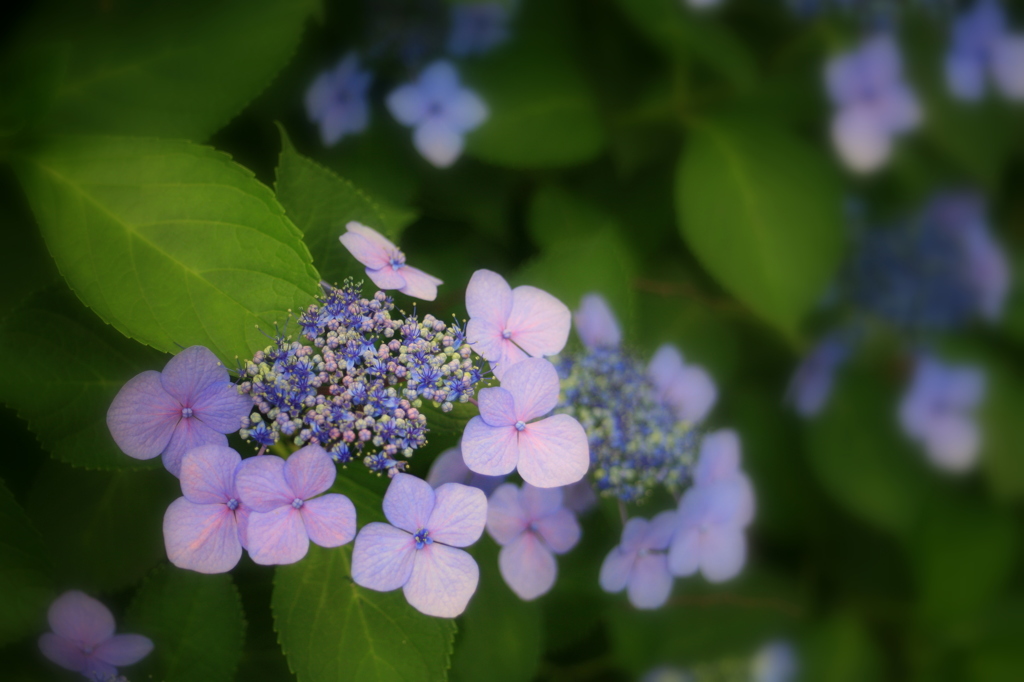 梅雨の華やかな時
