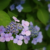 梅雨の華やかな時