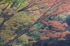 秋の彩り(1)