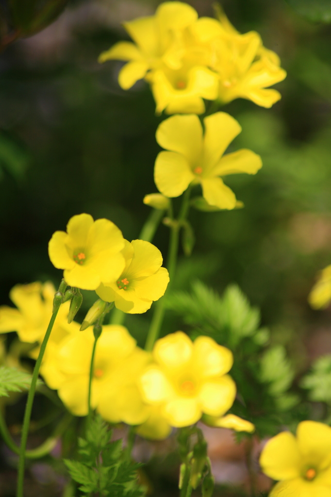 ごきげんいかが？