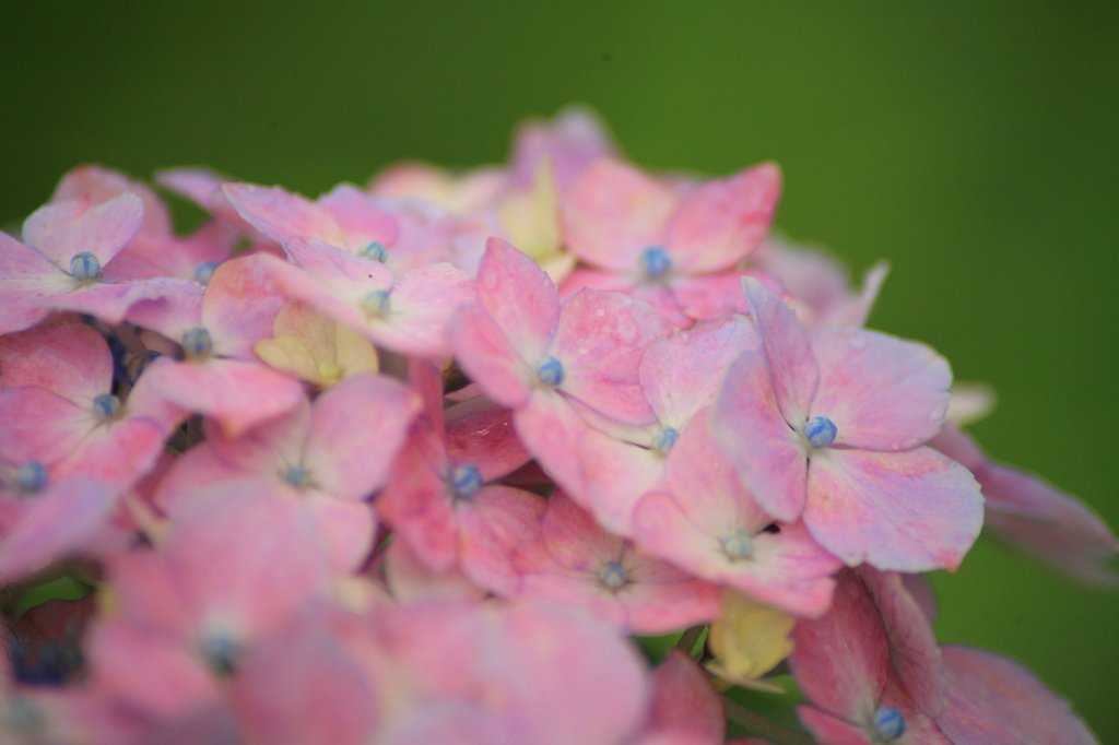 しっとりとした魅力