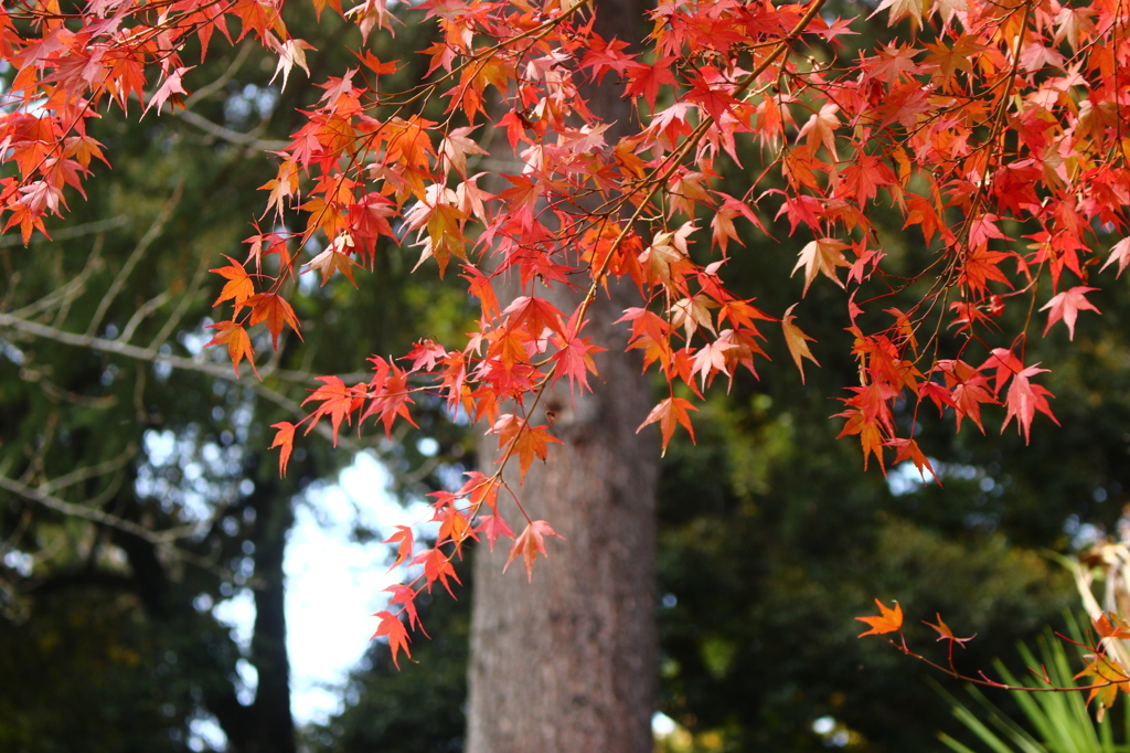紅のカーテン