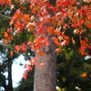 紅のカーテン