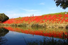 津屋川堤防の彼岸花