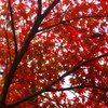 もゆる紅