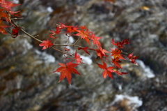 紅