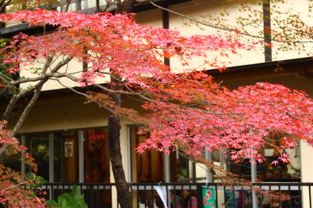 紅そよそよ