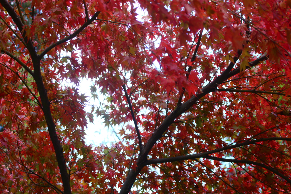 紅色の日差し