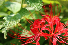 red and green