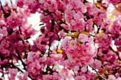 北海道の桜