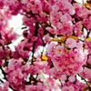 北海道の桜