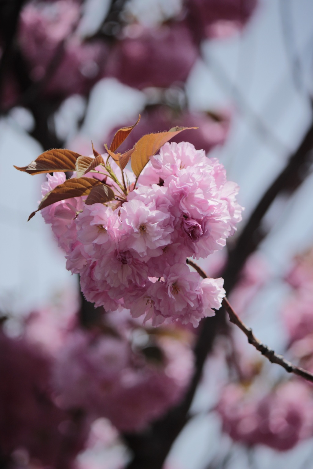 桜