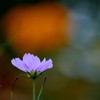 雨上がりの植物園にて
