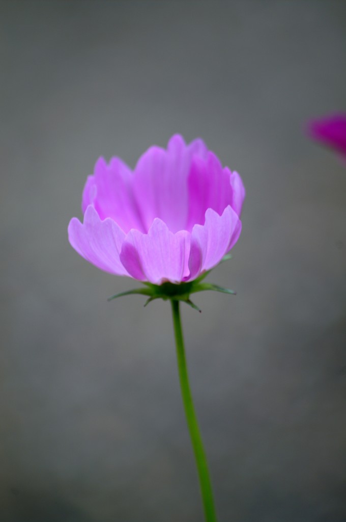 IMGP9510