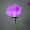 IMGP9510