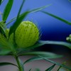 雨上がりの植物園にて
