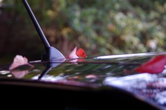 車をキャンパスに