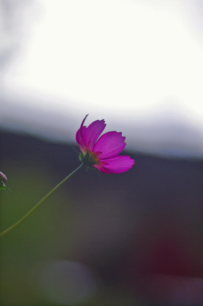 IMGP9358-1