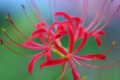 夕暮れ時の彼岸花
