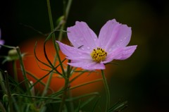 雨上がりの植物園にて