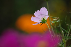 雨上がりの植物園にて