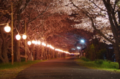 夜桜の道