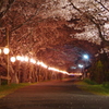 夜桜の道