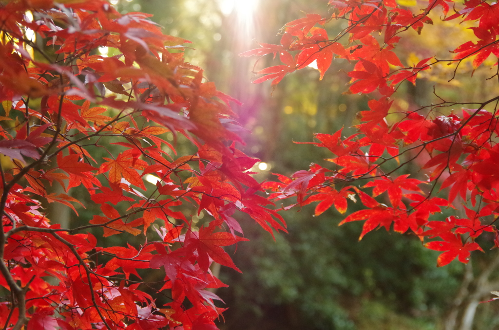 紅葉の朝