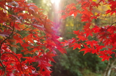 紅葉の朝